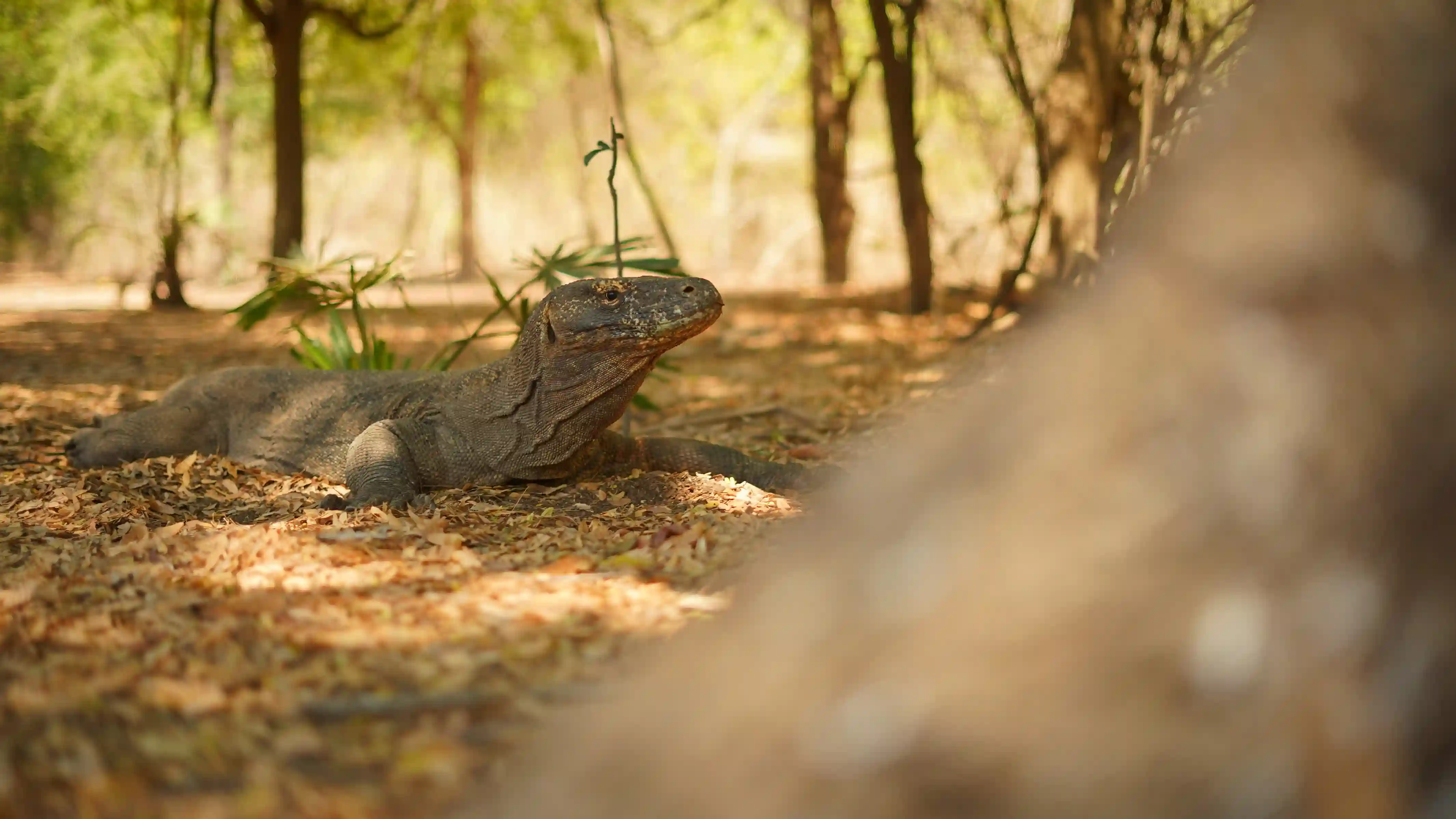 Komodo National Park Exploration | Komodo Island Liveaboard